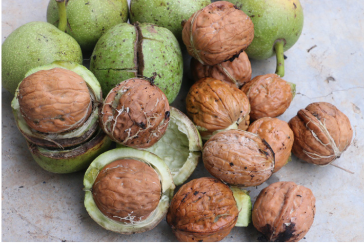 图片说明:一颗成熟的薄皮核桃被横向剖开,露出完整的核桃仁,壳体极薄且均匀,厚度约1毫米左右,内隔壁膜质化不明显,手指可轻松剥离果仁,背景为木质托盘和测量尺,突出‘薄’与‘易取仁’的特点 薄皮核桃果实剖面展示