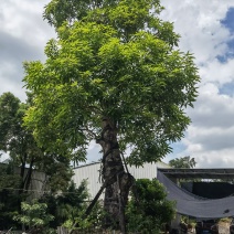 大芒果树绿化芒果90公分