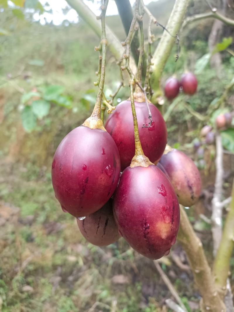 树番茄真实图片