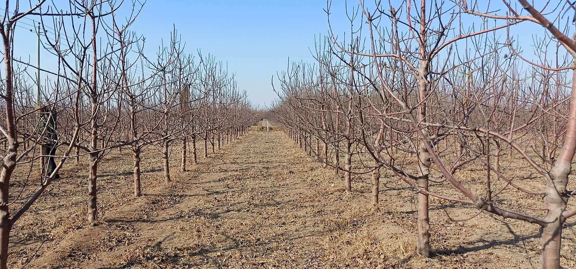 冬桃智慧农业监测设备实景：果园边缘立杆安装微型气象站与高清摄像头，太阳能板供电，屏幕上实时显示温度、湿度、光照强度及AI识别出的叶片病斑热力图