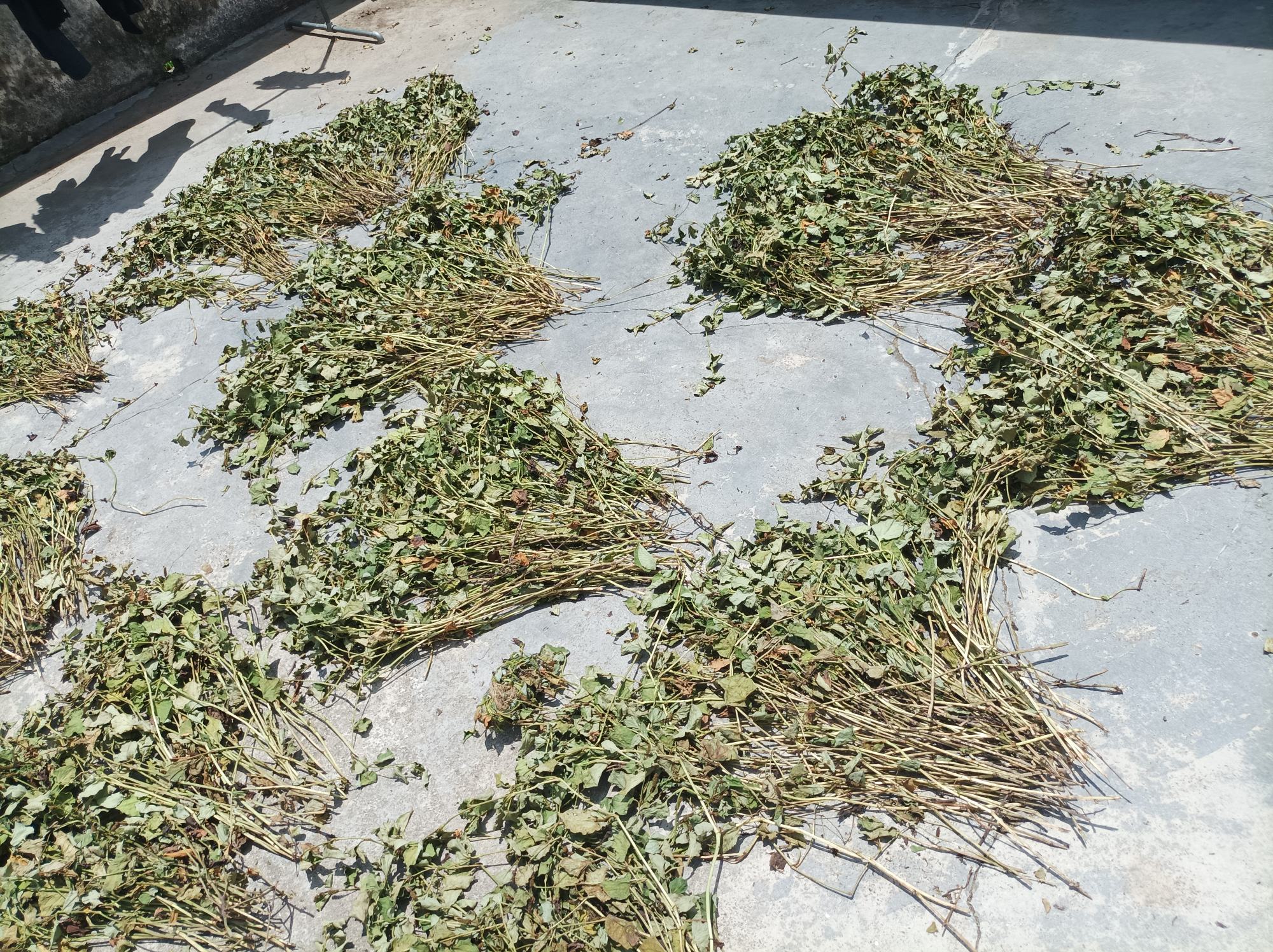 黑色地膜覆盖鱼腥草生长区实景图