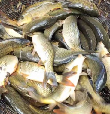 [三杂交鲤批发]禾花鲤价格35.00元/斤 - 一亩田