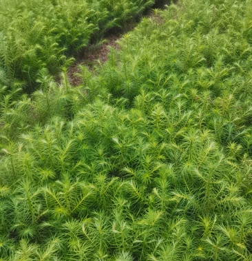 供应一年生杉木小苗根系发达造林苗基地直供走量批发