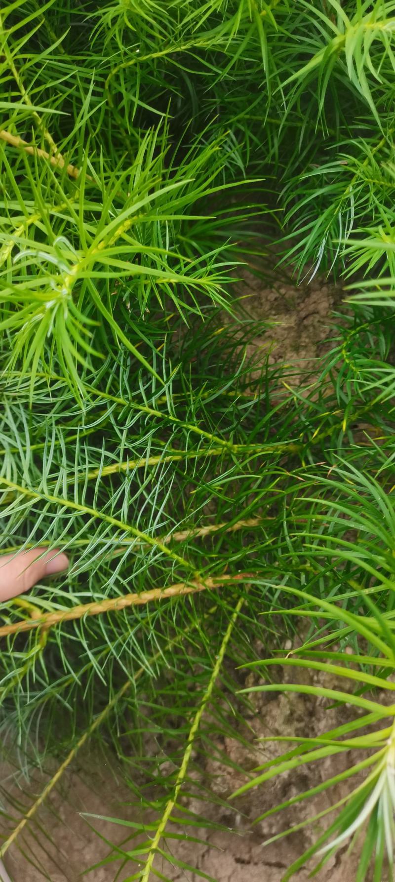 供应一年生杉木小苗,根系发达造林苗,基地直供,走量批发