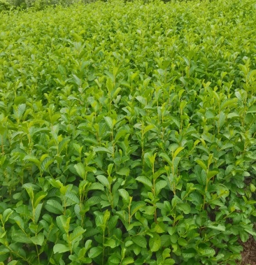 江南桤木小苗,现货批发,2-3公分大量供应,根系发达