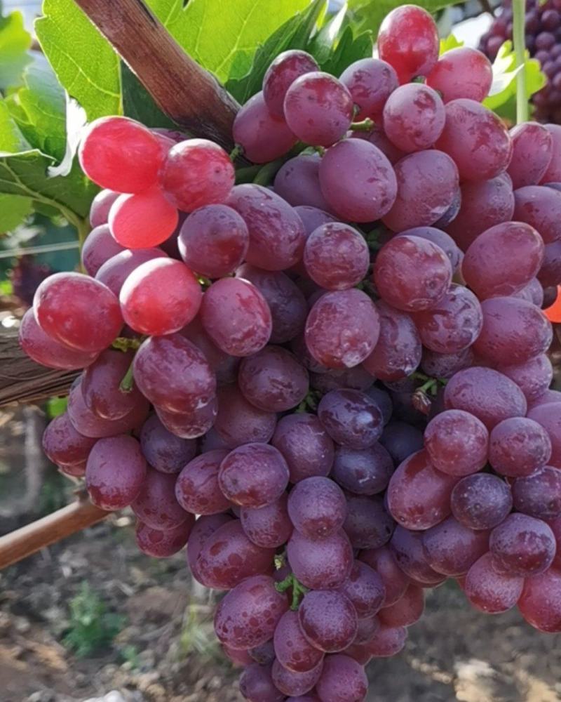 葡萄黑提妮娜皇后美人指金手指a17紫甜无核葡萄龙眼葡萄黑珍珠贵妃玫