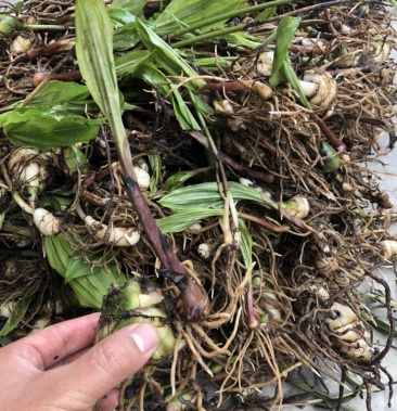 毛慈菇苗,成活率高,个头均匀