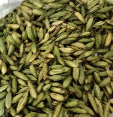 毛慈菇果夹东北野生毛慈菇人工驯化种子成熟度好