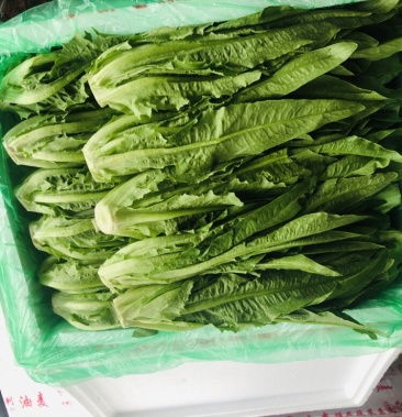 油麦菜云南优质油麦菜基地直发油麦菜