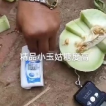 哈密瓜大量上市