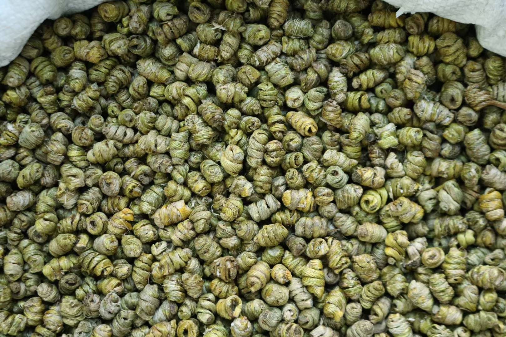 铁皮石斛植株特写