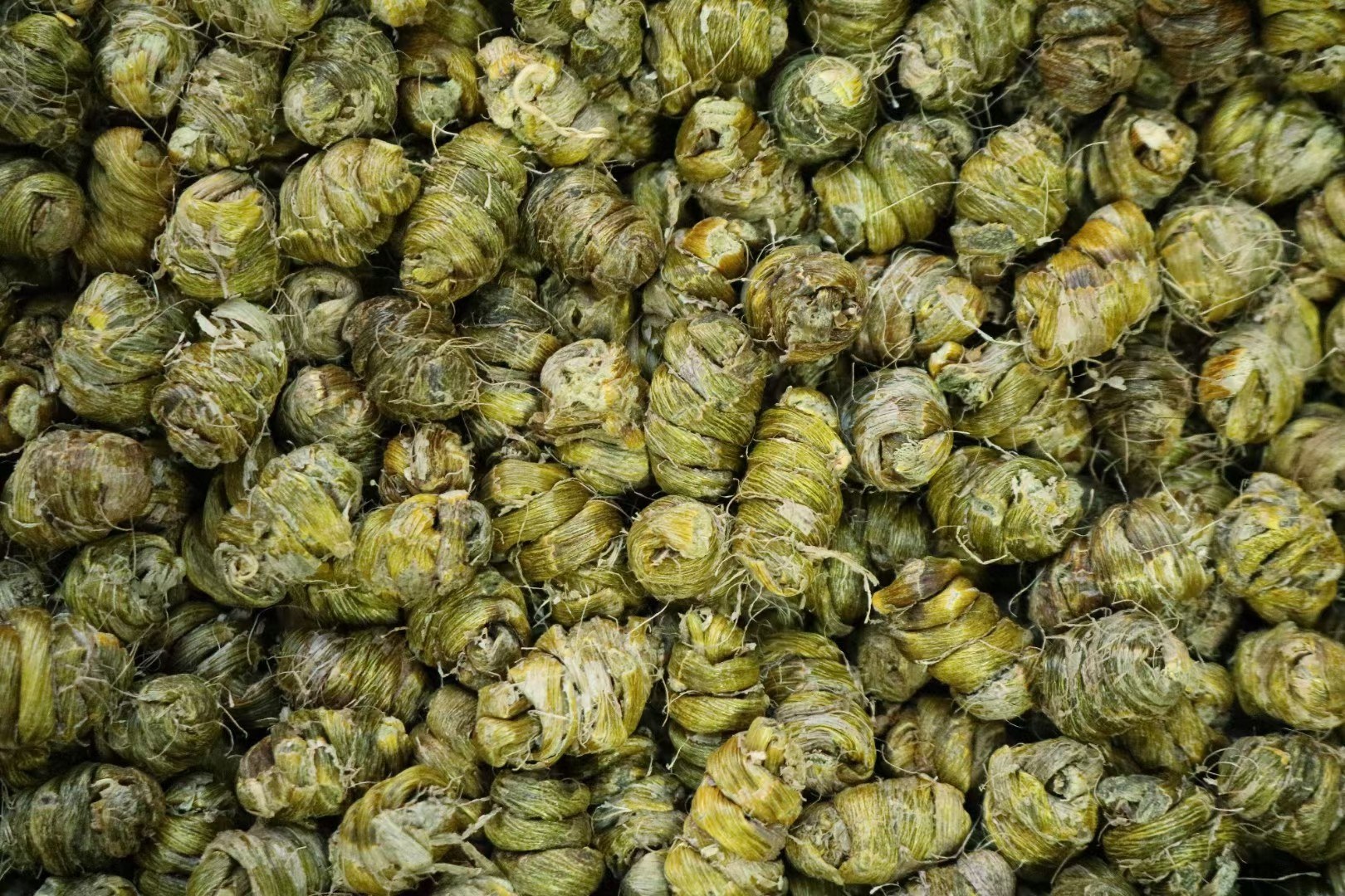 高清微距摄影:左侧为新鲜采摘的墨绿色铁皮石斛茎条(节间明显、表面覆白霜状多糖结晶),右侧为美国威斯康星州产花旗参标准切片(浅黄棕色、纹理细密、断面呈粉性角质状,标注USDA有机认证标识 铁皮石斛鲜条与美国威斯康星州花旗参切片实物对比图