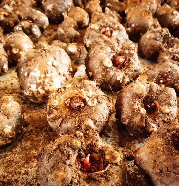 花魔芋精品高山商品魔芋,魔芋原产地,量大从优