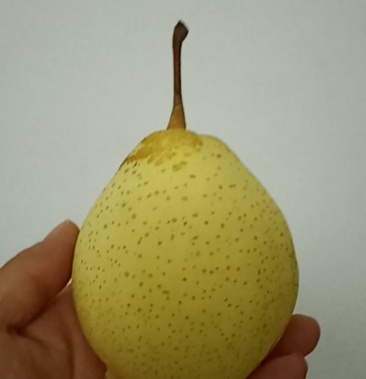 [鸭梨批发]河北鸭梨价格0.70元/斤 - 一亩田