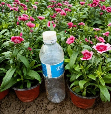 多年生大花石竹,多色