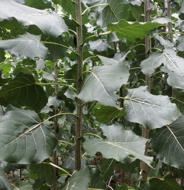 [杨树苗批发]南林3412无絮杨树苗价格5.00元/棵 - 一亩田