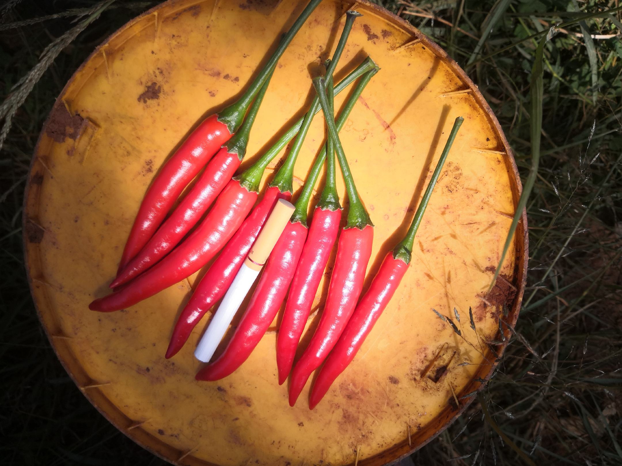 小米椒和茄子的食材摆盘图