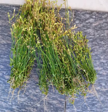 [四叶莲批发]生鲜四叶,一斤15元,10斤起批价格15.00元/斤 - 一亩田