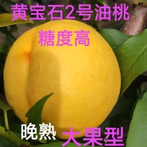 黄宝石2号油桃苗，大果型，高糖度，口味浓甜