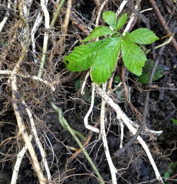 绞股蓝七叶绞股蓝根野生鲜货种根绞股蓝根