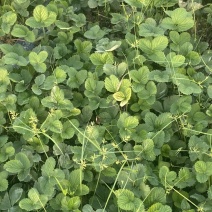 天仙醉草莓苗基地直发一手货源免费技术指导预售