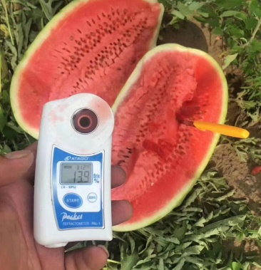 辽宁大棚晚西瓜大量上市中头茬瓜糖度达到13个以上