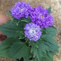 精品翠菊大量上市，基地直发，欢迎各位老板致电洽