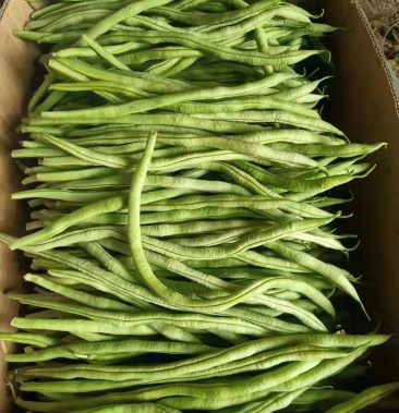 忻州本地豆角量大需要的联系