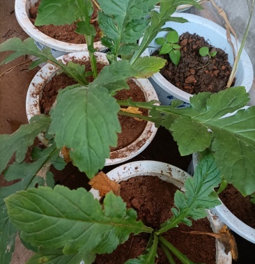 [败酱批发]云南无硫野生黄花败酱草天然植物云南雅诺生物雪上小草价格