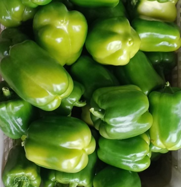 [鲜辣椒批发]绿椒价格1.10元/斤 - 一亩田