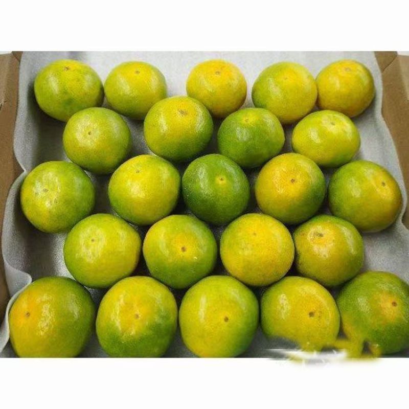 日本新品种柑橘早熟丰福早生蜜桔嫁接枝条