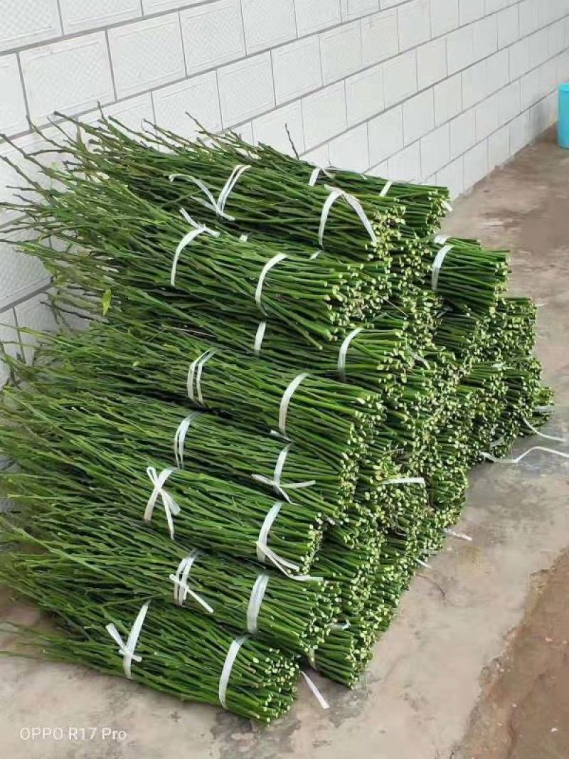 日本新品种柑橘早熟丰福早生蜜桔嫁接枝条