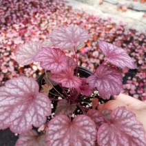 矾根绿植物盆栽大苗耐寒多色彩阳台花园庭院室内四季观叶花卉