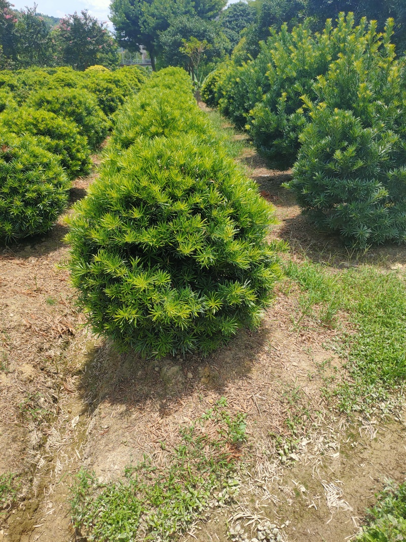 罗汉松球