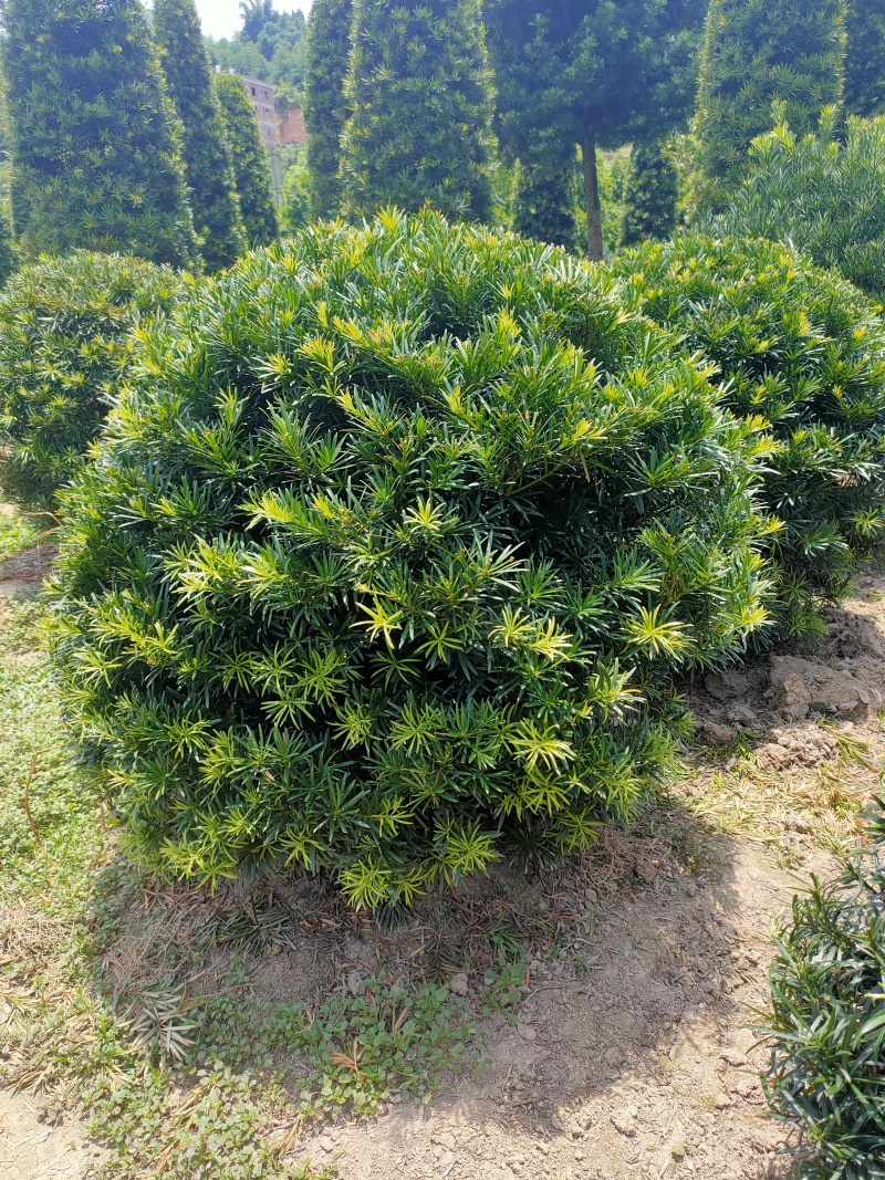 罗汉松球
