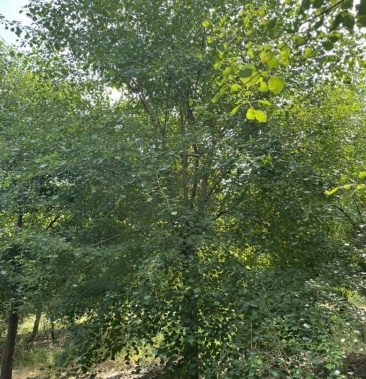 17公分乌桕18公分乌桕19公分乌桕