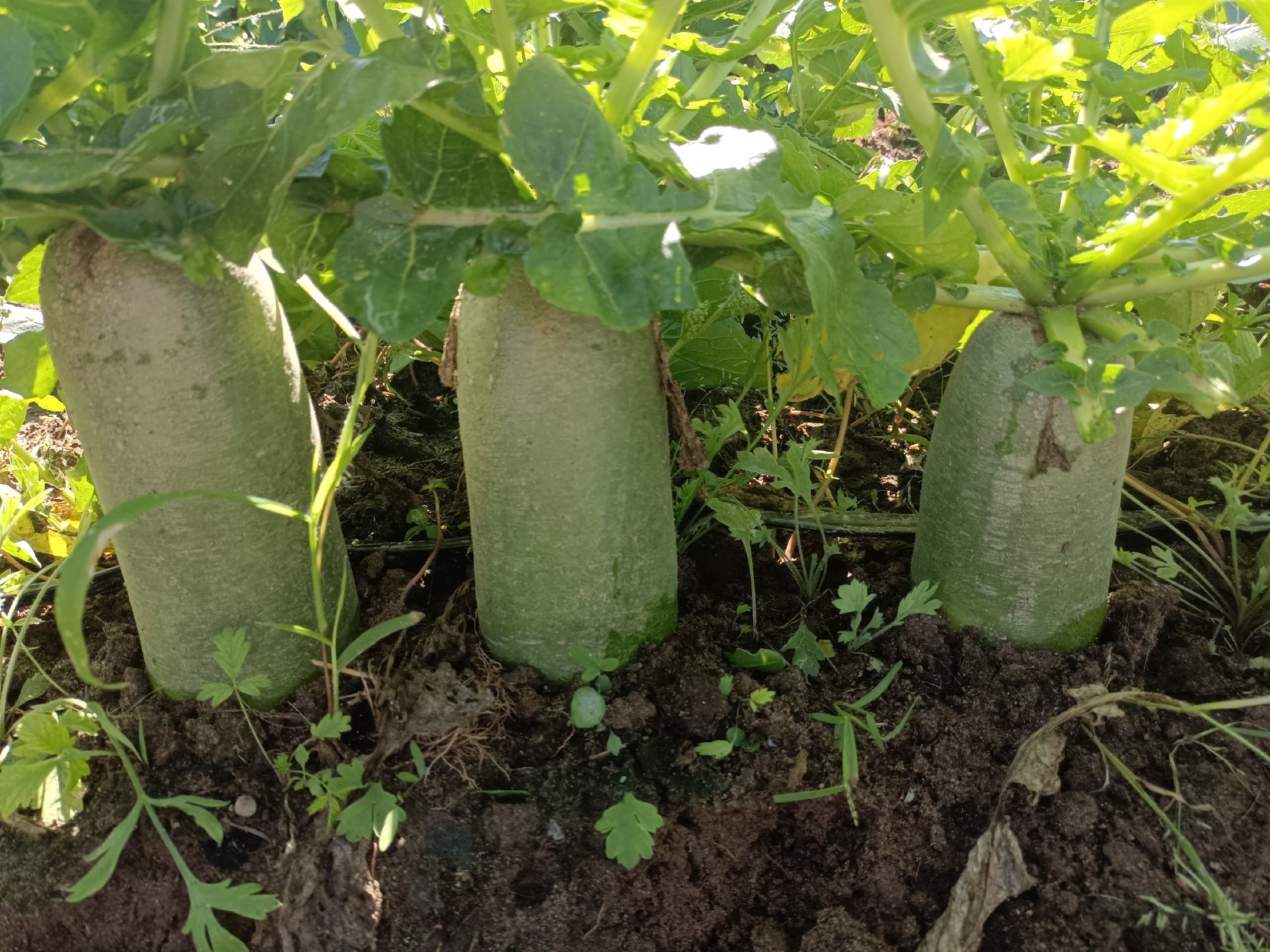 水果萝卜幼苗出土整齐生长图