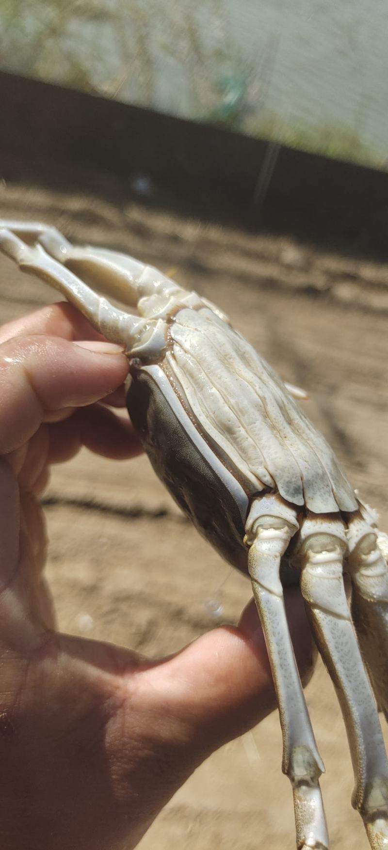 五河沱湖螃蟹,中国十大名蟹之一.五河螃蟹