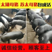 原种苏太母猪产仔率高抗病能力强耐粗饲料