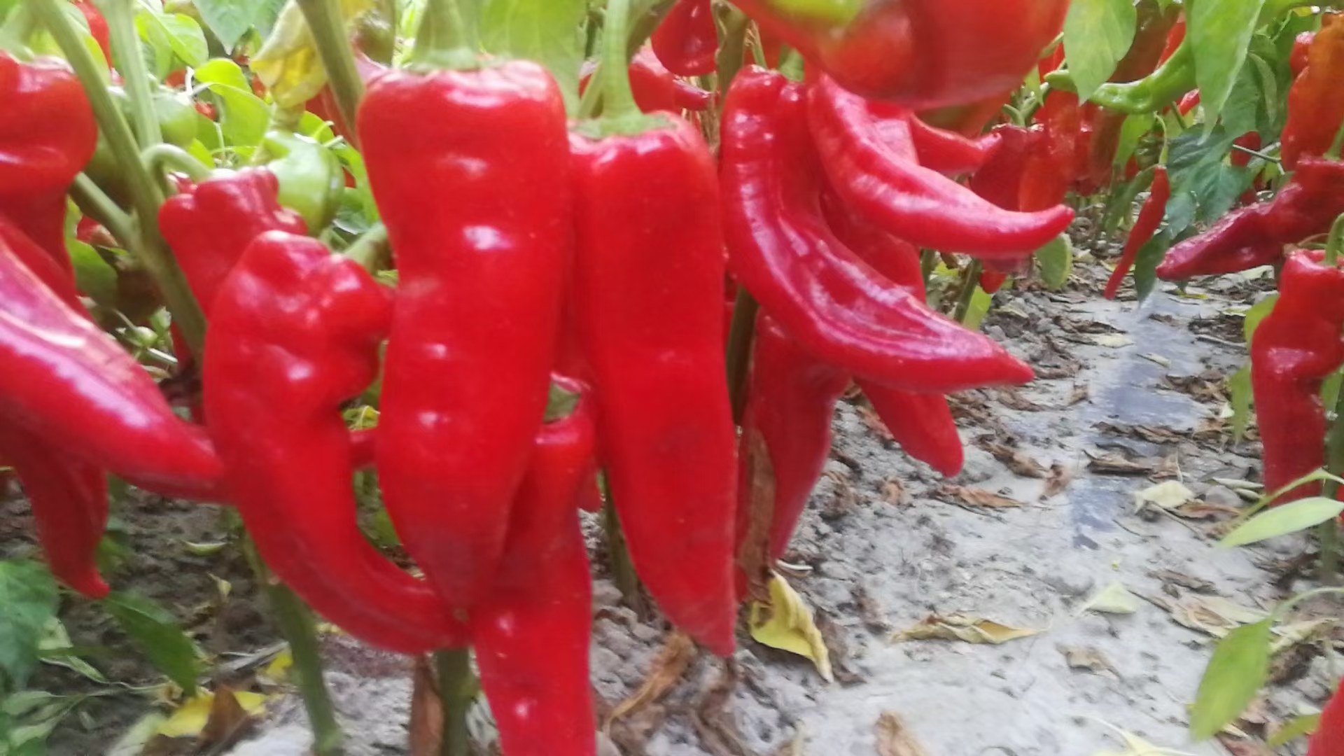 红鲜辣椒种植基地