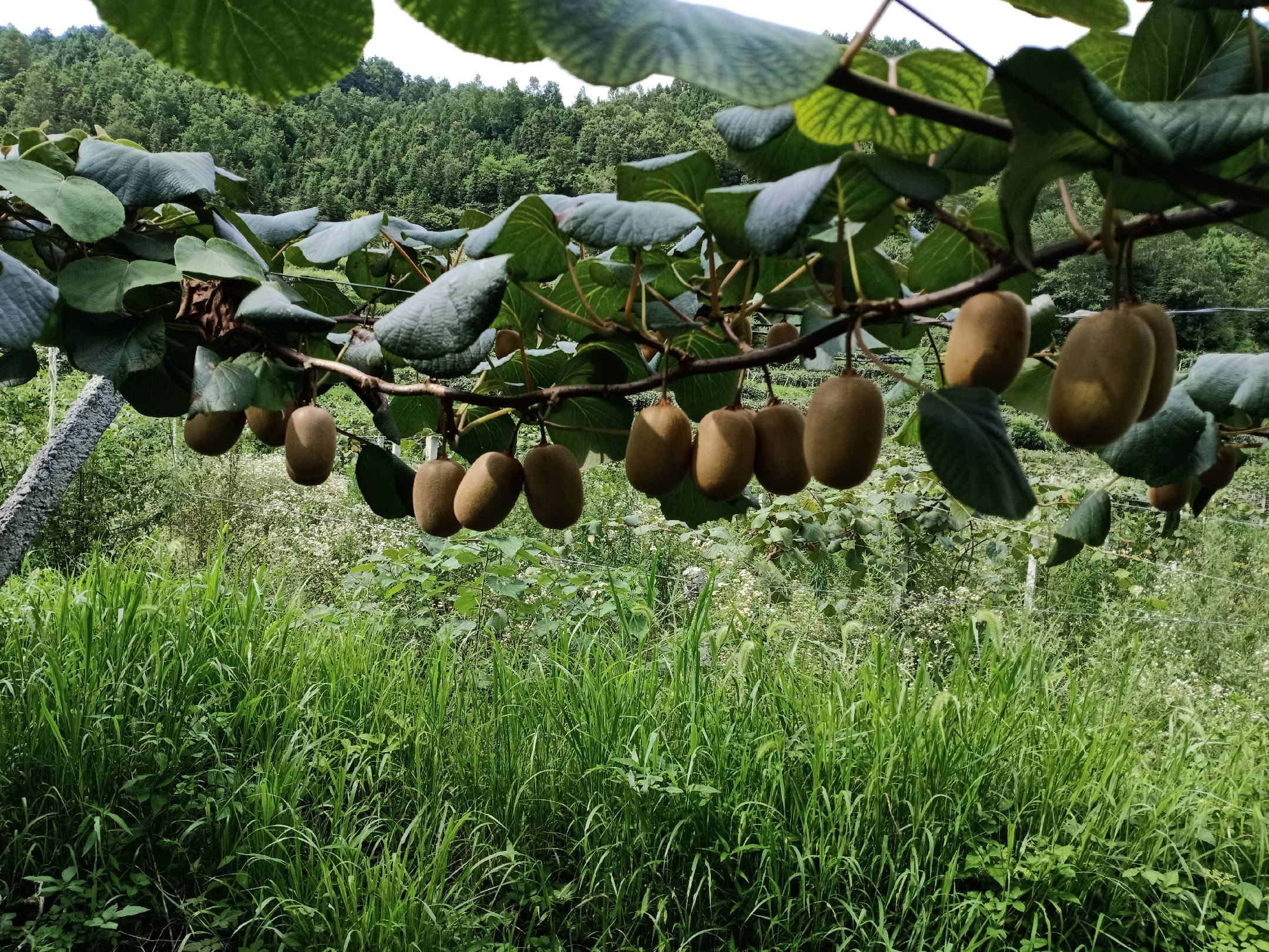 展示一排整齐摆放的黄心猕猴桃幼苗,叶片翠绿,根系健康,背景为育苗温室 黄心猕猴桃种苗展示