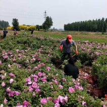 大量销售，高40-80公分营养钵四季玫瑰，冷香玫瑰，