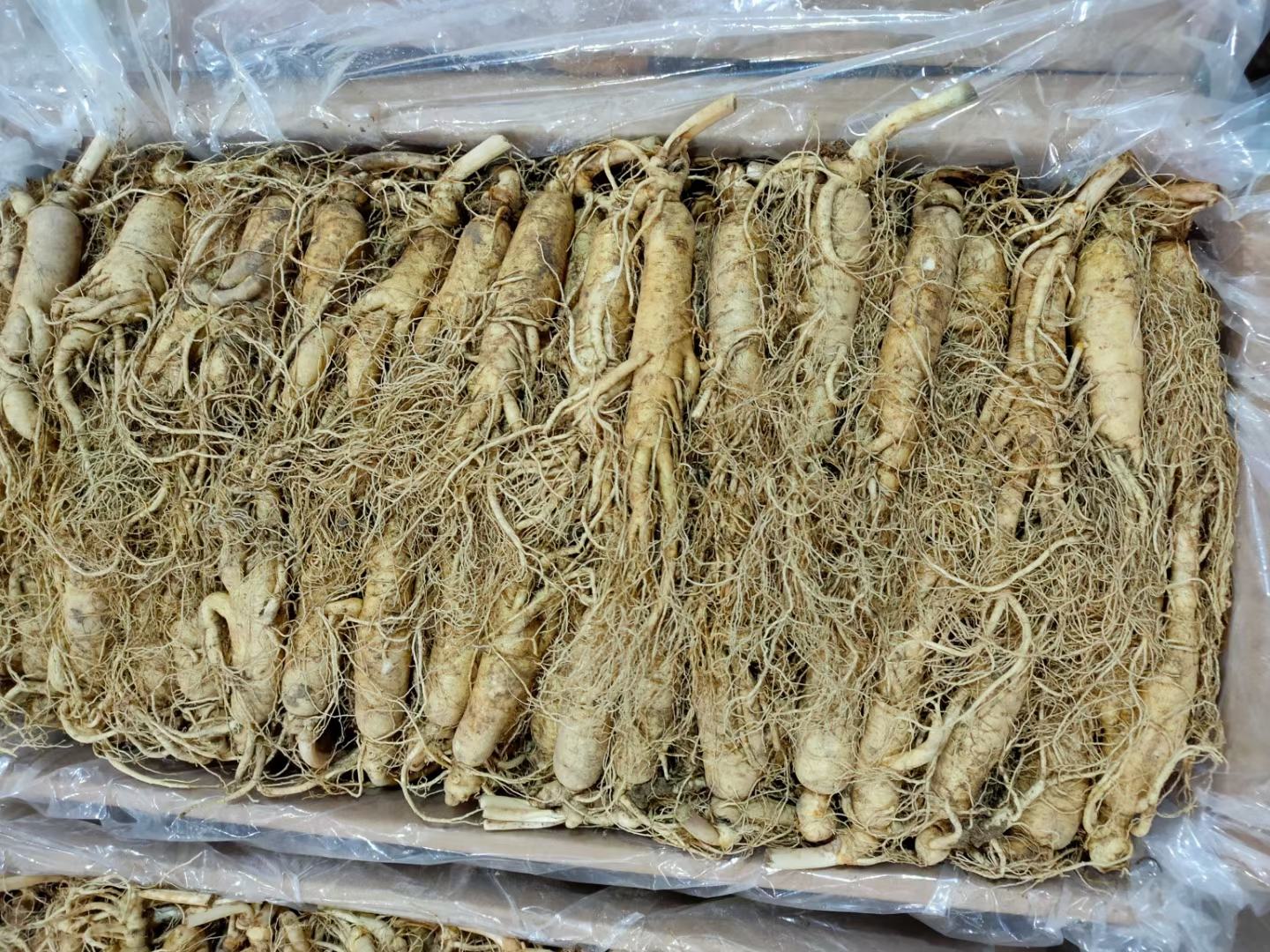 新鲜东北参展示