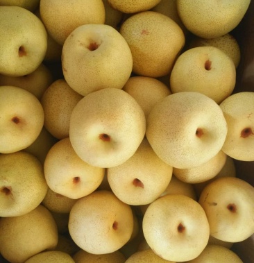 自家产的白酥梨,批发零售