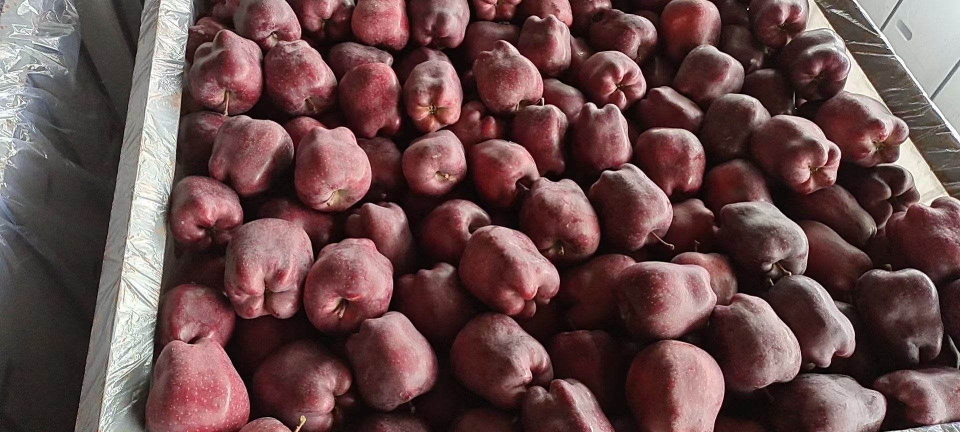 花牛苹果与其他苹果对比图