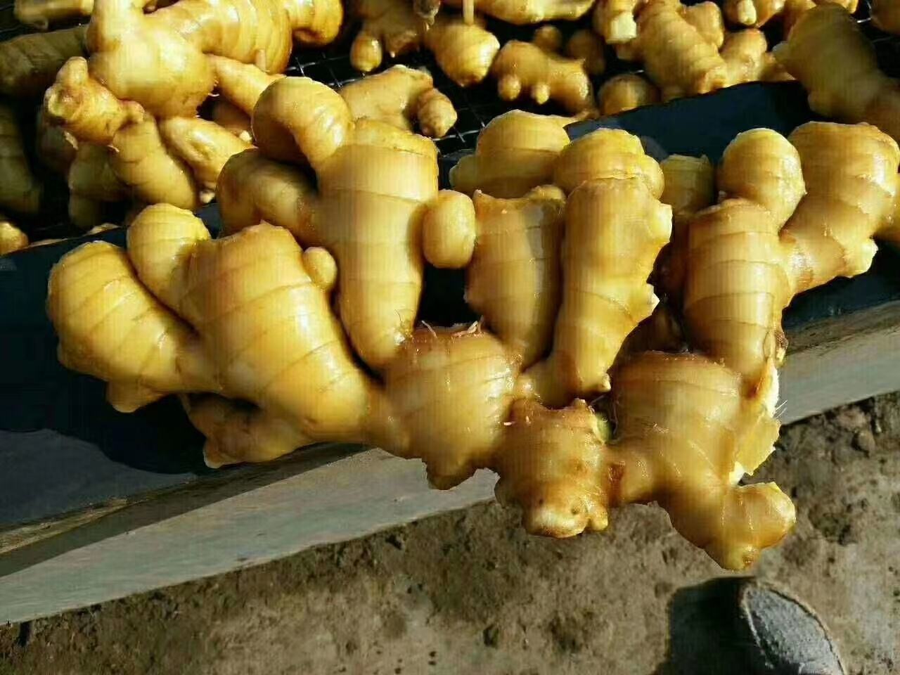 新鲜黄姜与干瘪黄姜对比图