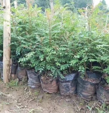 [清香木批发]清香木杯苗价格4.00元/棵 - 一亩田