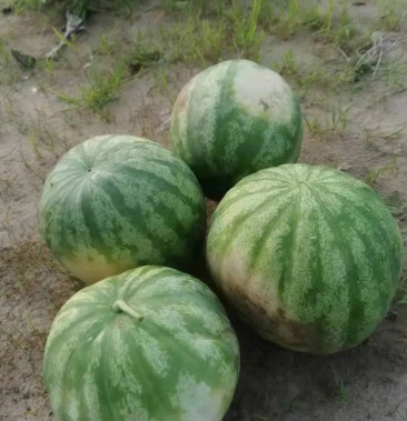 内蒙通辽市开鲁地区 甜籽一号 林子六号花皮打瓜