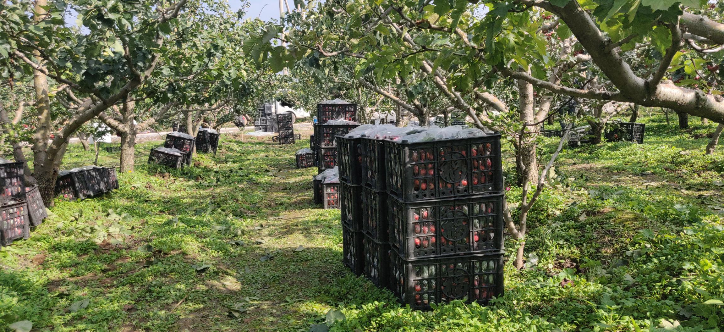 工人在果园中手工采摘大五棱山楂,另一组人员在临时分拣棚内使用电子秤和分级托盘对果实进行重量分级,旁边堆放着印有‘莱芜大五棱’地理标志的包装箱 大五棱山楂采收与分拣现场