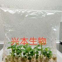 广藿香脱毒组培苗厂家直销，种苗粗壮、成活率高、速生高产